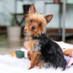 Trevor/Yorkie									Puppy/Male	/10 Weeks,Meet Trevor, the most darling little ACA Yorkshire Terrier you’ll ever encounter! With his soft, black & tan coat and twinkling eyes, she’s a picture of pure charm. He boasts a spunky yet sweet personality, he loves cozy snuggles as much as he does active play sessions. Yorkies are often described as loyal, intelligent and feisty dogs; despite their tiny size, they have big personalities and tend to steal the spotlight with their confident demeanor. He is the perfect blend of affection and sass, making his an irresistible companion for anyone lucky enough to welcome his into their home!