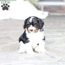 Navy/Cavapoo									Puppy/Female	/February 15th, 2026,Navy the Cavapoo, call, text or email to schedule a meet, she will grow to around 15 pounds with a beautiful non shed coat