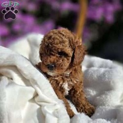 Jenny/Cavapoo									Puppy/Female	/8 Weeks,Watch out for this girl– she’ll have you wrapped around her little paw in a heartbeat! Playful as she is pretty, this baby doll loves to cuddle on your lap after a good day of fun in the sun! Jenny will do well one on one, with a couple, or in a family of any size, especially one looking for a sweet little pup who’s looking to love and be loved!