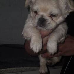Fluffy French Bulldogs Carrying Pink And Testable /French Bulldog/Female/Sex: Female,We are thrilled to offer a spectacular litter of KC Registered Fluffy French Bulldogs. These puppies are the perfect combination of health, structure, and world-class DNA. Raised in the heart of our home, they are well-socialized, confident, and ready for their new adventures.
