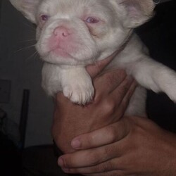 Fluffy French Bulldogs Carrying Pink And Testable /French Bulldog/Female/Sex: Female,We are thrilled to offer a spectacular litter of KC Registered Fluffy French Bulldogs. These puppies are the perfect combination of health, structure, and world-class DNA. Raised in the heart of our home, they are well-socialized, confident, and ready for their new adventures.