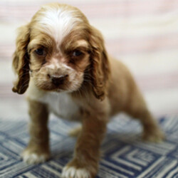 Adopt a dog:Dakota//Female/January 21, 2026,Hi, I'm Dakota! I'm an 11-week-old male Cocker Spaniel with a beautiful buff coat, born on January 21. I am ready now to plan my trip to my forever family. Once I reach my adult size, I'm expected to weigh between 20–35 lbs. I'm AKC registered. With me you'll have the time of your life and feel a love like never before.