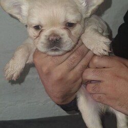 Fluffy French Bulldogs Carrying Pink And Testable /French Bulldog/Female/Sex: Female,We are thrilled to offer a spectacular litter of KC Registered Fluffy French Bulldogs. These puppies are the perfect combination of health, structure, and world-class DNA. Raised in the heart of our home, they are well-socialized, confident, and ready for their new adventures.