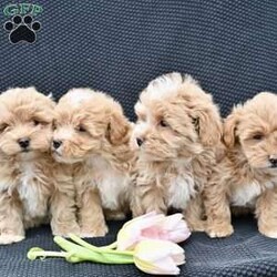 Curly/Maltipoo									Puppy/Male	/9 Weeks,These adorable Maltipoo puppies are looking for loving, forever homes where they will be cherished members of the family. A perfect blend of Poodle and Maltese, these sweet little companions are known for their affectionate nature, intelligence, and playful personalities. They are family raised in a caring environment and have been well socialized, making them friendly, gentle, and comfortable around people of all ages.
