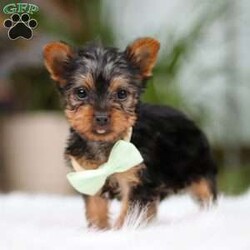 Trevor/Yorkie									Puppy/Male	/10 Weeks,Meet Trevor, the most darling little ACA Yorkshire Terrier you’ll ever encounter! With his soft, black & tan coat and twinkling eyes, she’s a picture of pure charm. He boasts a spunky yet sweet personality, he loves cozy snuggles as much as he does active play sessions. Yorkies are often described as loyal, intelligent and feisty dogs; despite their tiny size, they have big personalities and tend to steal the spotlight with their confident demeanor. He is the perfect blend of affection and sass, making his an irresistible companion for anyone lucky enough to welcome his into their home!