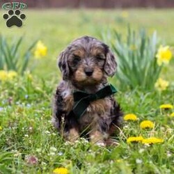 Gabriel/Cavapoo									Puppy/Male	/7 Weeks,Introducing a sweet little Cavapoo named Gabriel! This boy is the definition of cute and lovable—always ready to greet people with tail wags and snuggles. He has a playful side too, especially when there’s a toy involved or a new spot to explore. With his soft, wavy coat and warm eyes, he knows exactly how to melt hearts. Whether it’s joining in on adventures or curling up for a cozy nap, this little one is the perfect little sidekick for your family!