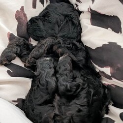 Cockapoo Puppy ( Last remaining pup from litter)/Cockapoo/Female/Sex: Female,F2 black female cockapoo puppy born 13/03/2026, Ready to leave 08/05/2026. 