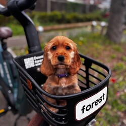 Adopt a dog:Little Luna /Cocker Spaniel/Female/Sex: Female,Beautiful Golden Cocker Spaniel Puppy Seeking Loving Forever Home