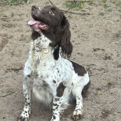 Adopt a dog:Sproodles/Sproodle/Female/Sex: Mixed Litter,6 beautiful pups 4 girls 2 boys .Raised as part of family home well socialised with kids.will be wormed fleed micochip.will come with a puppy pack.Mother can be seen dad was a stud dog.