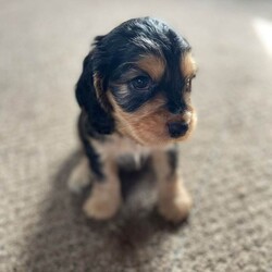 Adopt a dog:Stunning show cocker pups/Cocker Spaniel/Female/Sex: Mixed Litter,Stunning show cocker spaniels . Bitches and dogs available and can be seen with mom . Mom is our gorgeous girl Rosie , who is a fabulous mom . Dad is a stunning Show cocker stud . Pups have been wormed regularly . Raised in a busy house with other dogs , puppy obsessed children and all the sounds of normal life . Pups will come microchipped , vet checked and with first injection done . Viewings and deposits being taken now . Ready to leave 6/5/26