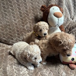 Adopt a dog:F1 maltipoo /Maltipoo/Female/Sex: Mixed Litter,Hi we are so excited to announce the birth of my girl beautiful little she as 5 amazing baby