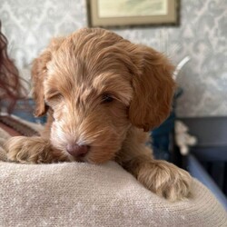 Australian Labradoodle - Licenced Breeder  /Australian Labradoodle/Female/Sex: Male,Australian Labradoodle Looking for Loving Forever Homes ready to take home from 24th April. 