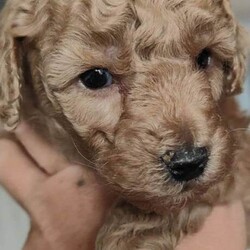 Adopt a dog: miniature poodle puppies /Miniature Poodle/Female/Sex: Mixed Litter,Beautiful miniature poodle puppies ready for finding their forever home's.