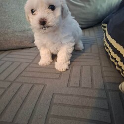 2 boys 2 girs/Maltese/Female/Sex: Female,These 4 puppies are looking for loving families... they are very cute and playful.. for details do not hesitate to contact me... thank you 