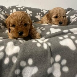 Adopt a dog:F1 cavapoo puppies/Cavapoo/Female/Sex: Mixed Litter,Beautiful litter of f1 cavapoos, 4 boys and 1 girl, been brought up in our family home around our 3 young children, mum is our cavalier and she's an amazing mum to her pups,  the pups have been micro chipped and also flea and wormed up to date. We are looking for 5* homes only for them,  there is a £200 non refundable deposit required to secure a puppy. They are ready to leave now.