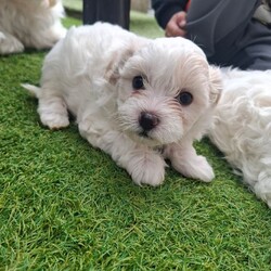 2 boys 2 girs/Maltese/Female/Sex: Female,These 4 puppies are looking for loving families... they are very cute and playful.. for details do not hesitate to contact me... thank you 