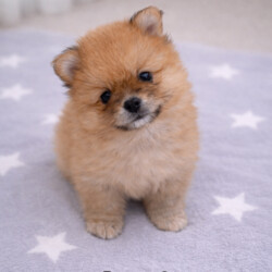 Teddy bears pomeranians 3 girls 2 boys/Pomeranian/Female/Sex: Mixed Litter,We are proud to present five beautiful Pomeranian puppies looking for their forever homes. These puppies are of excellent quality, with stunning fluffy coats, compact features, and adorable teddy-bear faces 