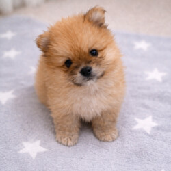 Teddy bears pomeranians 3 girls 2 boys/Pomeranian/Female/Sex: Mixed Litter,We are proud to present five beautiful Pomeranian puppies looking for their forever homes. These puppies are of excellent quality, with stunning fluffy coats, compact features, and adorable teddy-bear faces 