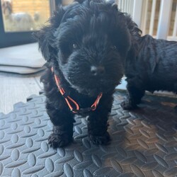 Adopt a dog:Beautiful Toy Yorkiepoo Puppies  Teddy Bear Faces – Ready from 8th May/Yorkiepoo/Female/Sex: Mixed Litter,Beautiful Toy Yorkiepoo Puppies – Teddy Bear Faces – Ready from 8th May