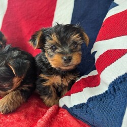 Adopt a dog:Miniature Yorkshire Terrier puppies/Yorkshire Terrier/Female/Sex: Male,Our beautiful litter of Miniature Yorkshire Terrier puppies are now ready to find their loving forever homes.
