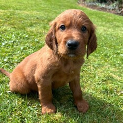 Adopt a dog:Irish Setter Pups /Irish Setter/Female/Sex: Mixed Litter,Eight pups (six dogs and two bitches), Kennel club registered, working strain with Ballydavid / Hunshigo breeding.  Ready for sale at the end of April. Sire and Dam available to see with the pups.