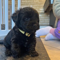 Adopt a dog:Beautiful Toy Yorkiepoo Puppies  Teddy Bear Faces – Ready from 8th May/Yorkiepoo/Female/Sex: Mixed Litter,Beautiful Toy Yorkiepoo Puppies – Teddy Bear Faces – Ready from 8th May