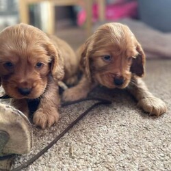 Adopt a dog:Stunning show cocker pups/Cocker Spaniel/Female/Sex: Mixed Litter,Stunning show cocker spaniels . Bitches and dogs available and can be seen with mom . Mom is our gorgeous girl Rosie , who is a fabulous mom . Dad is a stunning Show cocker stud . Pups have been wormed regularly . Raised in a busy house with other dogs , puppy obsessed children and all the sounds of normal life . Pups will come microchipped , vet checked and with first injection done . Viewings and deposits being taken now . Ready to leave 6/5/26