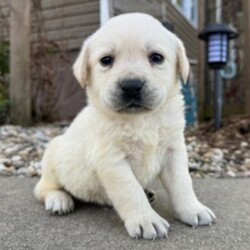 Adopt a dog:Evan/Labrador Retriever/Female/March 5, 2026,Hi, I'm Evan! I'm a 6-week-old male Labrador Retriever with a beautiful english cream coat, born on March 5. I'll be ready to go home to my forever family after May 1, once I'm grown enough to leave my litter. When I reach my adult size, I should weigh between 60–95 lbs. I'm ACA registered. Not only am I cute, but I also have a great personality too. Before arriving home, I will be up to date on my vaccinations and be pre-spoiled.