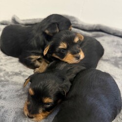 4 beautiful Yorkshire terrier puppy’s /Yorkshire Terrier/Female/Sex: Mixed Litter,My beautiful pet Lexi  , has had a beautiful litter of 4 Yorkshire terriers . ( 1 boy and 3 girls) born 24/03/26 ready to leave 26/05/26