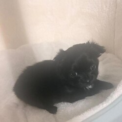 Adopt a dog:Gone to his forever home/Chihuahua/Female/Sex: Male,Adorable black long-haired Chihuahua puppy looking for his forever home.