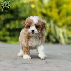 Dolly/Cavapoo									Puppy/Female	/7 Weeks,Meet Dolly! This F1B tiny cavapoo may be small, but her personality is anything but. She’s full of energy, curiosity, and unconditional love—always ready to explore, chase toys, and discover something new. When the day winds down, she’s happiest curled up close, soaking in every cuddle with her sweet, gentle nature. Her petite size makes her even more special, offering the perfect blend of affection, fun, and charm. She’ll make a wonderful companion for families, singles, or anyone looking for a loyal little friend.