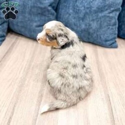 Niko/Mini Bernedoodle									Puppy/Male	/6 Weeks,Meet Niko! This sweet and adorable Mini Bernedoodle is looking for a forever family!