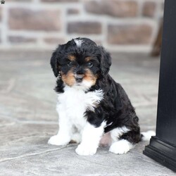 Kinsley/Cavapoo									Puppy/Female	/March 9th, 2026