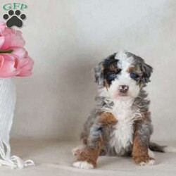 Lex/Mini Bernedoodle									Puppy/Male	/6 Weeks,Say hello to Lex — one of the most captivating girls in the Paw Tale Puppies family. Lex is a mini bernedoodle merle with a coat that turns heads and a personality that captures hearts. Her merle patterning splashes across her fluffy, wavy fur in a mesmerizing blend of warm and cool tones, creating a look that’s both wild and wonderfully soft. She has an expressive face, bright curious eyes, and an unmistakable presence that makes her stand out even in a litter full of beautiful puppies.