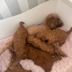Adopt a dog:Cavapoochon Puppies  /Toy Poodle/Female/Sex: Male,Our beautiful girl Bella has given birth to 5 gorgeous red Cavapoochon puppies!