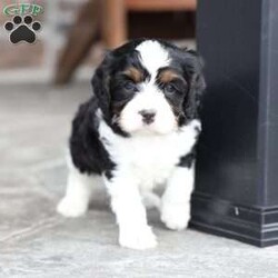 Kit/Cavapoo									Puppy/Male	/March 1st, 2026,Kit is a sweetheart raised on the kind of love and care that a puppy needs for a great start in life! He also enjoys a special diet for optimal health. Call, text or email to schedule you meet with this sweet boy! (we also offer facetime meetings)