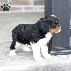 Kinsley/Cavapoo									Puppy/Female	/March 9th, 2026,Kinsley is a sweetheart raised with the kind of love and care that a puppy needs for a great start in life! She also enjoys a special diet for optimal health. Call, text or email to schedule your meet with this sweet girl! (we also offer facetime meetings)