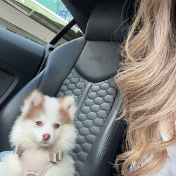 Adopt a dog:Pomsky puppy /Pomsky/Female/Sex: Male,Our beautiful boy has the most unique eyes and a stunning colourway that really makes him stand out. He’s a lovely dog, but unfortunately we need to find him a new home as our cat isn’t getting along with him. He is microchipped and has had his vaccinations. He isn’t quite ready to leave just yet, but we’re looking for the right home for him when the time comes.