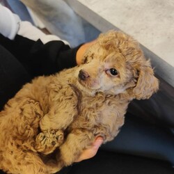 Adopt a dog: miniature poodle puppies /Miniature Poodle/Female/Sex: Mixed Litter,Beautiful miniature poodle puppies ready for finding their forever home's.