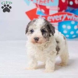 Rocky/Miniature Poodle									Puppy/Male	/7 Weeks,Meet Rocky, a sweet Mini Poodle puppy ready to find his forever home! He has been vet checked, is up to date on all his shots, and is off to a healthy start. Rocky has a gentle, loving personality and enjoys both playtime and cuddles. He’s the perfect little companion to bring joy and warmth into your home. Don’t miss the chance to make this adorable boy part of your family! His mom, Patches (a Mini Poodle, 13 lbs), and dad, All Star (a Mini Poodle, 14 lbs), both have gentle, friendly personalities. Macy is ready to fill your home with love, cuddles, and happy moments.
