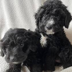 Adopt a dog:Bordoodle puppies /Bordoodle/Female/Sex: Mixed Litter,Adorable Border Collie x Poodle Puppies. They are ready to leave for their new homes at 8 weeks old on Friday.