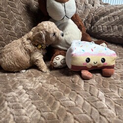 Adopt a dog:F1 maltipoo /Maltipoo/Female/Sex: Mixed Litter,Hi we are so excited to announce the birth of my girl beautiful little she as 5 amazing baby