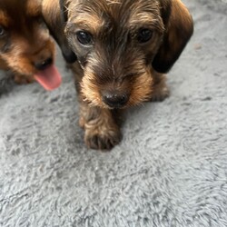 Wired Haired Dachshund puppies/Dachshund/Female/Sex: Mixed Litter,Our lovely Dinty has had 6 gorgeous puppies! 4 boys and 2 girls. They are being raised in a busy loving home with a heated floor, and are used to being handled with lots of cuddles!. Mum and Dad are both wired, they are beautifully marked and are now becoming lovely little characters, 