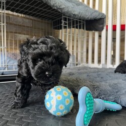 Adopt a dog:Beautiful Toy Yorkiepoo Puppies  Teddy Bear Faces – Ready from 8th May/Yorkiepoo/Female/Sex: Mixed Litter,Beautiful Toy Yorkiepoo Puppies – Teddy Bear Faces – Ready from 8th May