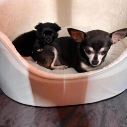 Adopt a dog:Gone to his forever home/Chihuahua/Female/Sex: Male,Adorable black long-haired Chihuahua puppy looking for his forever home.