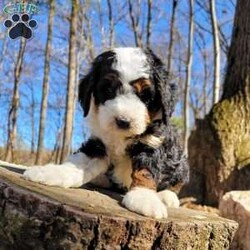 Everest/Mini Bernedoodle									Puppy/Male	/6 Weeks,Meet our adorable bernedoodle puppy, Everest! He was genetic health tested and is 100% clear of any genetic disorder and FF (fully furnished) ensuring a soft , fluffy  hypoallergenic nonshedding coat. Come meet Everest today and see that he may be the perfect fit for you!