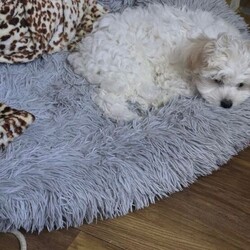 Adopt a dog:2 Male Bichon Frise Puppies for Sale  /Bichon Frise/Female/Sex: Male,We have two beautiful male Bichon Frise puppies looking for their forever homes. They are friendly, playful, and very affectionate, raised in a loving family environment and used to everyday household noises.