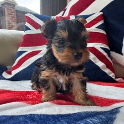 Adopt a dog:Miniature Yorkshire Terrier puppies/Yorkshire Terrier/Female/Sex: Male,Our beautiful litter of Miniature Yorkshire Terrier puppies are now ready to find their loving forever homes.