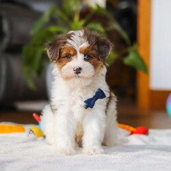 Brodie/Yorkie Poo									Puppy/Male	/10 Weeks,Meet Brodie, a Yorkiepoo puppy with a friendly, easy going temperament. He has a soft coat and an alert, curious expression. Brodie enjoys playing with toys, exploring his surroundings, and spending time with people. He has a good balance of energy and calmness, making his adaptable to different home environments.
