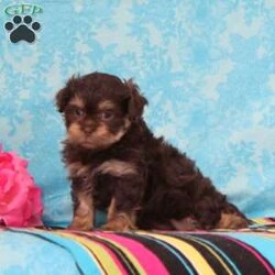 Gracie/Shih-Poo									Puppy/Male	/7 Weeks,Trixie, or momma shih-poo, weighs in at 15 lbs. She’s a darling, so mart, always ready for some action. Snickers, the beautiful chocolate shih-tzu daddy, doesn’t live at our house, but resides with a friend. He is adorable. These little ones are well socialized, playful and loving, just waiting to give you lots of joy! They are up to date on their vaccinations and dewormings, and have been vet checked. They are looking for their forever homes. Feel free to call with questions, or to set up a time to come visit them. Thanks,